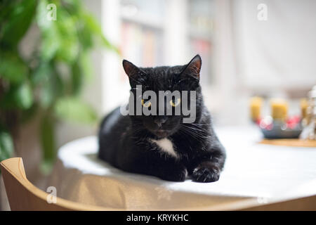 Grand noir tuxedo cat allongé sur une table Banque D'Images