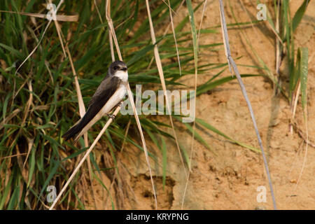 Sand Martin / Hirondelle ( Riparia riparia) perché sur une tige, gras, une cour de chant, en face d'un mur de sable, typique entourant, l'Europe. Banque D'Images