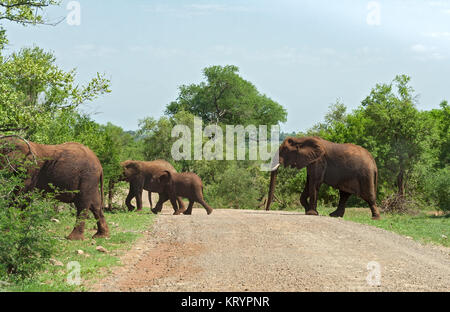 Un groupe d'éléphants traverse une piste de gravier dans le Parc National Kruger, Afrique du Sud Banque D'Images