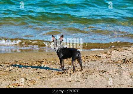 Un chien Llittle sur la plage Banque D'Images