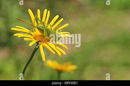 gros plan de cheval de foin vert tétrétigonia viridissima Banque D'Images