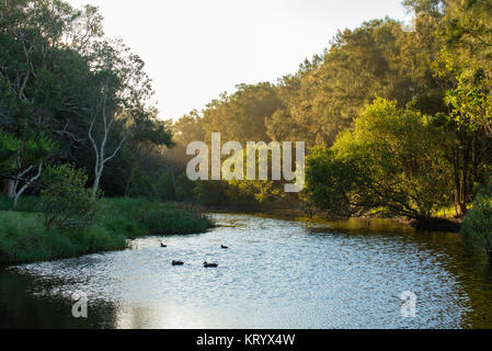 Fin d'après-midi hits les arbres sur le côté d'un lagon naturel à Black Head Beach sur la côte nord de l'Australie NSW Banque D'Images