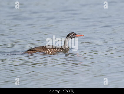 African finfoot Podica senegalensis mâle adulte swimming in river, en Gambie Banque D'Images