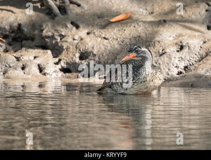 African finfoot Podica senegalensis mâle adulte swimming in river, en Gambie Banque D'Images