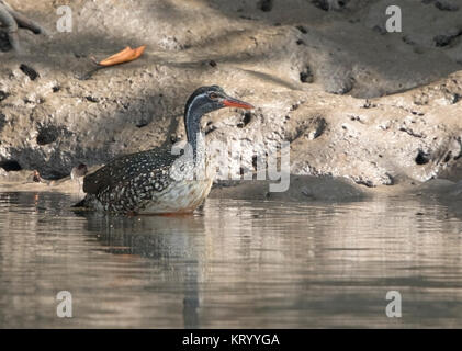 African finfoot Podica senegalensis mâle adulte swimming in river, en Gambie Banque D'Images