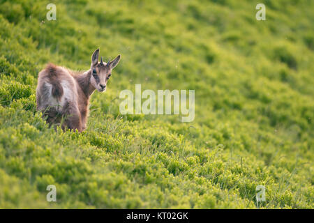 Gaemse / Chamois Rupicapra rupicapra ( ), mignon faon, jeune, debout dans la végétation alpine vert frais, regarder en arrière sur son épaule, l'Europe. Banque D'Images
