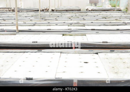 En hydroponique ferme. méthode pour cultiver des plantes biologiques en utilisant des éléments nutritifs dans l'eau. La culture sans sol. Concept de l'agriculture et l'alimentation. Banque D'Images