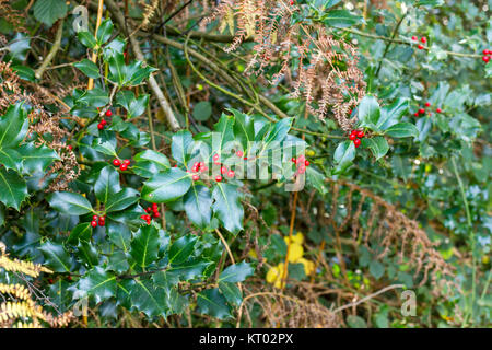 Le houx (Ilex aquifolium) poussent à l'état sauvage dans le Dorset, Royaume-Uni Banque D'Images