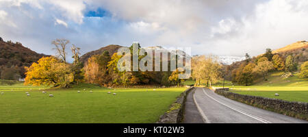 L'A591 route passe par des champs de pâturage de moutons et les arbres d'automne près de Ambleside, sous les montagnes de l'Angleterre de la Parc National de Lake District. Banque D'Images