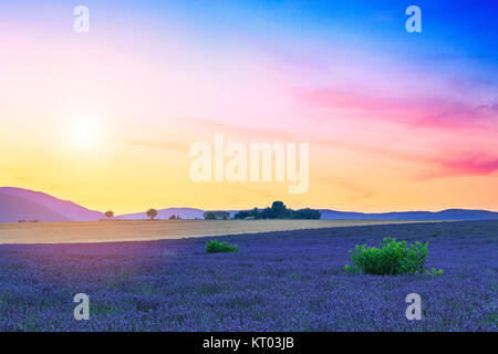 Champs de lavande au coucher du soleil près de Valensole Banque D'Images