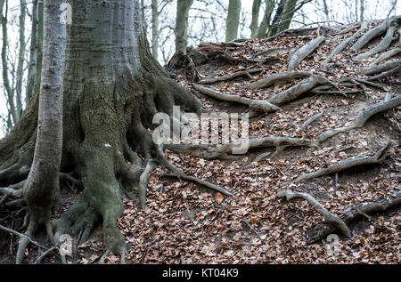 Sol de la forêt avec de vieilles racines s'étendant de l'arbre Banque D'Images