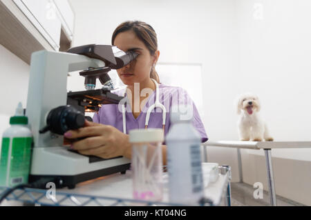 Jeune femme latina travailler comme vétérinaire, vétérinaire au cours de visite. Visite de médecin des animaux animal malade en clinique et à la recherche en microscope. Les gens, emploi, profes Banque D'Images