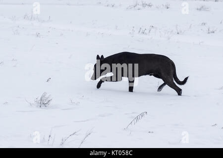 Chien errant d'être sur scène de chasse à la souris de se cacher sous la neige Banque D'Images