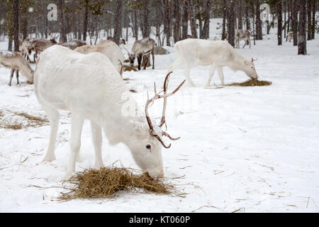 Renne Blanc, de recherche de nourriture, la neige, Inari, Finlande Banque D'Images