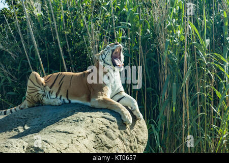 Zia, Tigre, Isle of Wight Zoo Banque D'Images