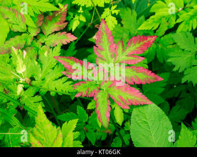 Feuilles de la renoncule de montagne (lat : Ranunculus montanus) avec bordure rouge sur un petit cours d'eau en Bavière. Banque D'Images
