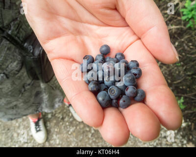 Libre de bleuets fraîchement cueillis (lat : Vaccinium myrtillus) sur un côté féminin. Banque D'Images