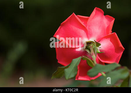 Cette photographie capture une magnifique rose en pleine floraison, symbolisant la beauté et la perfection naturelle. Les pétales délicats et les couleurs vives mettent en valeur les détails complexes de la structure de la fleur, reflétant l'attrait intemporel de l'élégance de la nature. Banque D'Images