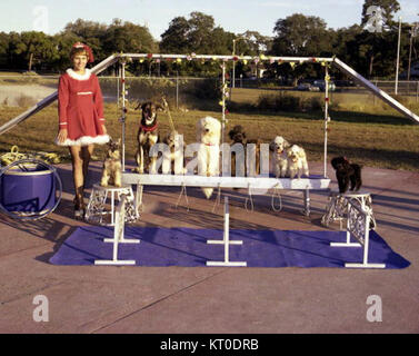 Barbara Lee Loi chien à l'école secondaire Sailor Circus Sarasota Banque D'Images