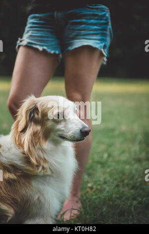 Portrait d'un chien de sauvetage heureux assis docilement Benji nommé par son propriétaire dans le parc un jour d'été. Banque D'Images