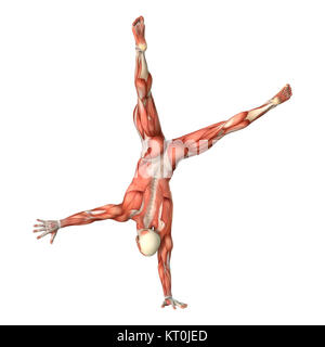 Le Rendu 3D de l'anatomie masculine figure sur blanc Banque D'Images