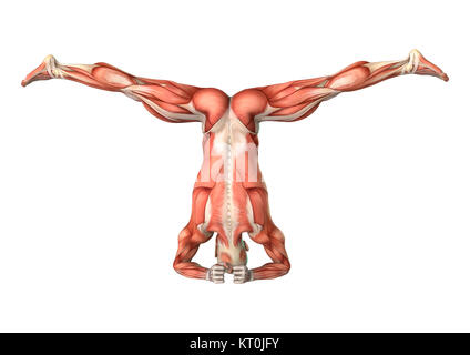 Le Rendu 3D de l'anatomie masculine figure sur blanc Banque D'Images