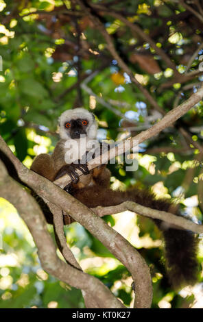 Lémurien à tête de la faune de Madagascar Banque D'Images