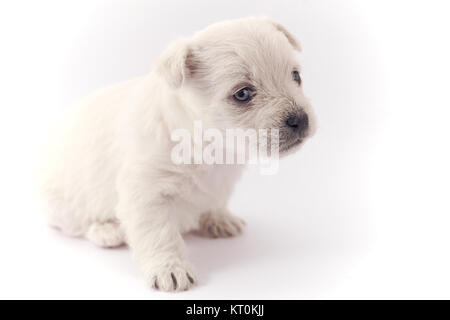 Petit chiot blanc Banque D'Images