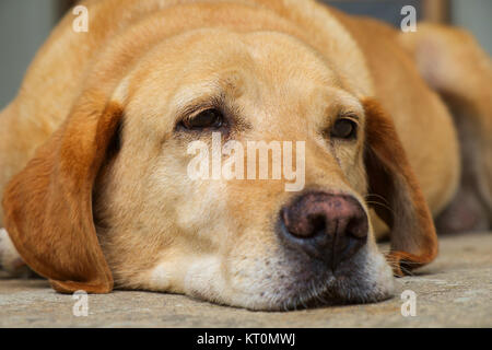Labrador Retriever jaune est posé dans l'air extérieur Banque D'Images