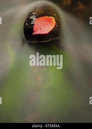 Red leaf de framboises. Feuille orange rouge cassé pris sur pierre noire dans le flux des rapides. Lignes d'argent de bulles dans l'eau froide crée par long exposu Banque D'Images