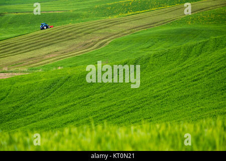 Paysage minimaliste avec des champs verts dans la région de la Toscane Banque D'Images