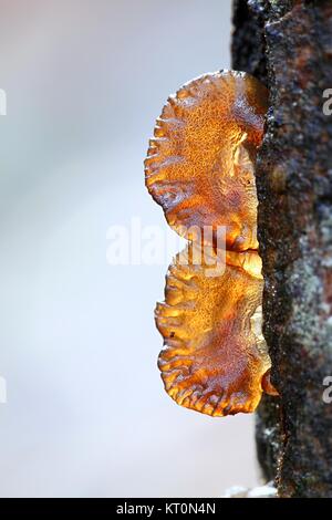 La gelée d'Ambre, champignon Exidia recisa, poussant sur un saule en Finlande Banque D'Images