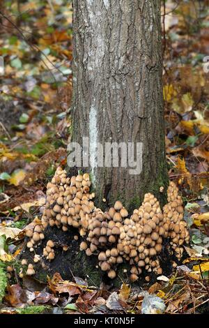 Inkcap Patronymie disseminatus fée, champignons sauvages, à partir de la Finlande Banque D'Images