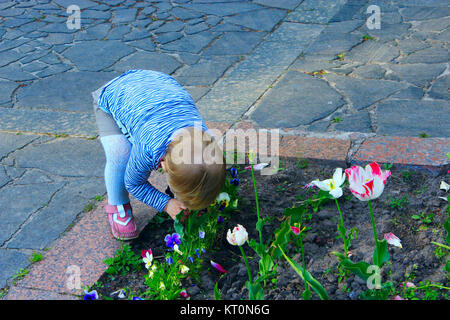 Senteurs bébé se pencha sous les tulipes parterre Banque D'Images