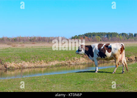 Près de la rivière de la vache Banque D'Images