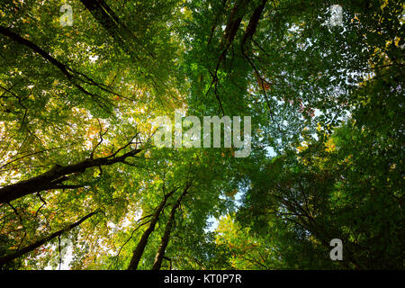 Les couronnes des arbres des forêts d'automne Banque D'Images
