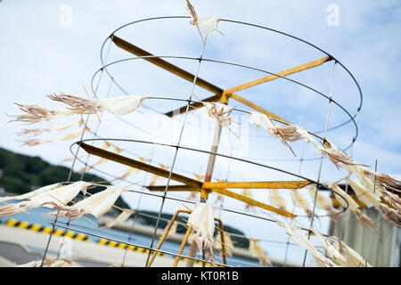 Séchage de squid sur la pendaison Banque D'Images