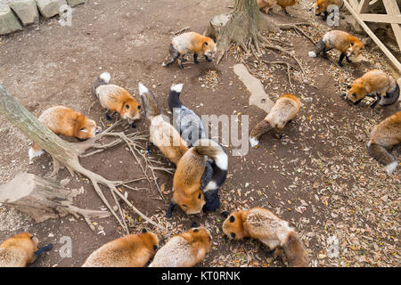 Fox tous manger ensemble Banque D'Images