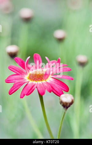 Marguerite Rose Marguerite 'Argyranthemum frutescens 'Watermelon' Molimba Banque D'Images