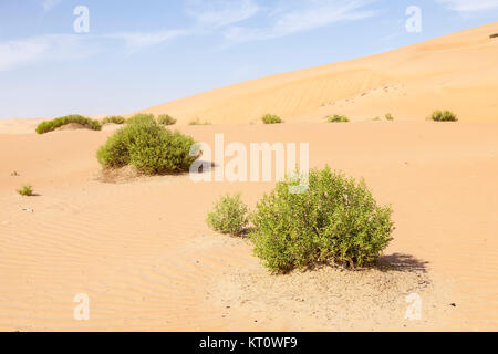 Dunes dans l'oasis de Liwa, Émirats arabes unis Banque D'Images