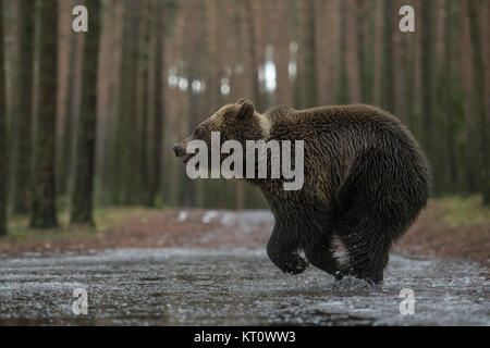 Ours brun eurasien ( Ursus arctos ), jeune, dans une hâte, tourne vite par le biais d'une flaque, traversée d'une route forestière, en hiver, mignon et drôle, Europe Banque D'Images
