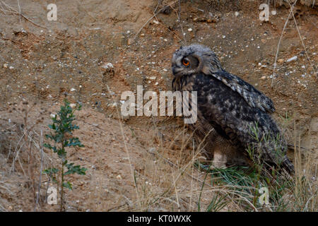 Grand hibou / Europäischer Uhu ( Bubo bubo ), mignon, perché sur la pente d'une gravière, vue de côté, la faune, l'Europe. Banque D'Images