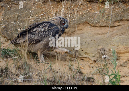 Grand Owl Bubo bubo Uhu ( / ), grandi, marche, marche à travers la pente d'une carrière de sable, explorer son environnement, de la faune, de l'Europe. Banque D'Images