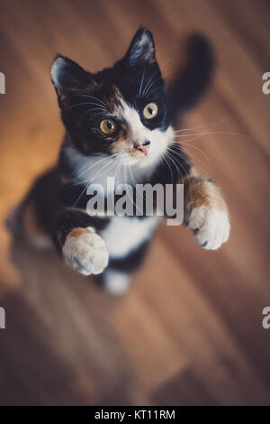 Jeu de chat domestique (Felis silvestris catus) Banque D'Images