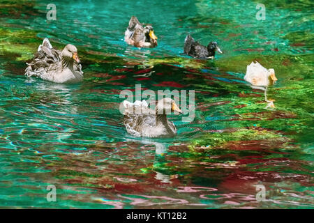 Descendant la rivière à la nage des canards Banque D'Images