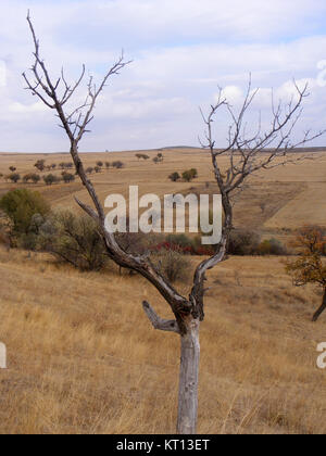 Abricot sec arbres Banque D'Images