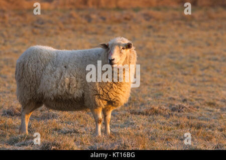 Smiling Moutons sur un matin glacial froid Banque D'Images