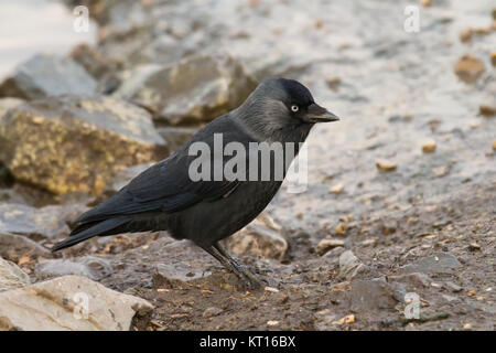 Choucas (Corvus monedula) sur le sol Banque D'Images