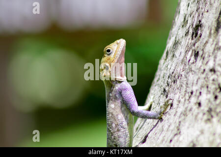 Lizard de toutes les couleurs sur une ligne réseau Banque D'Images