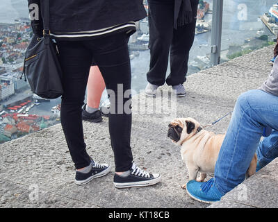 Ennuyer les jambes de pug personnes turist à Floyen vue montagne à Bergen, Norvège Banque D'Images